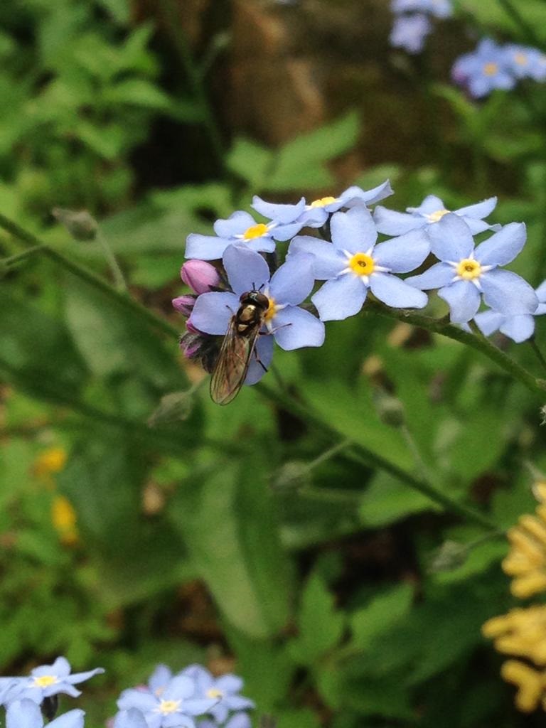 bee on a flower