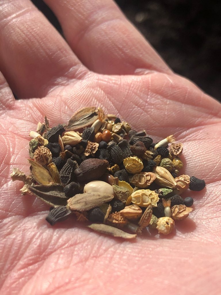 open hand with assorted seeds