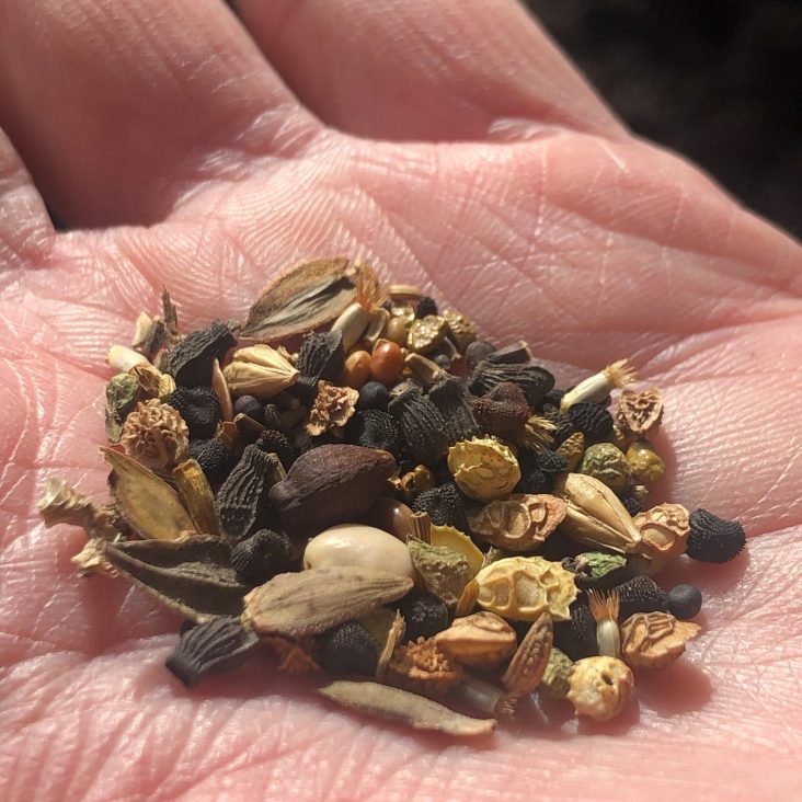 open hand with assorted seeds