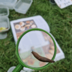 Bioblitz at Tooting Community Garden